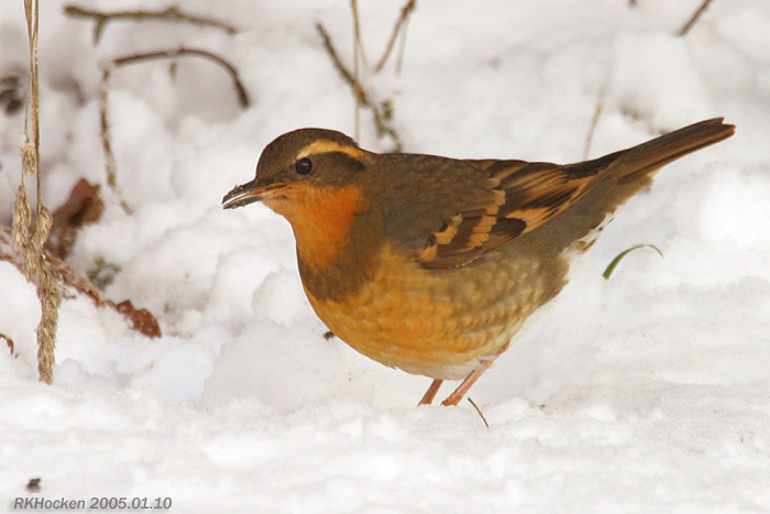 Photo (3): Varied Thrush