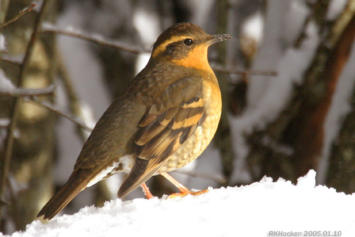 Photo (4): Varied Thrush