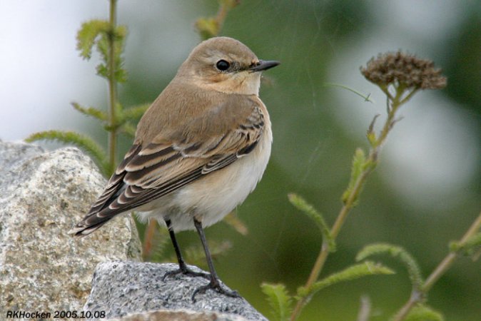Photo (10): Northern Wheatear