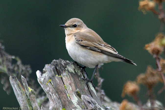 Photo (11): Northern Wheatear