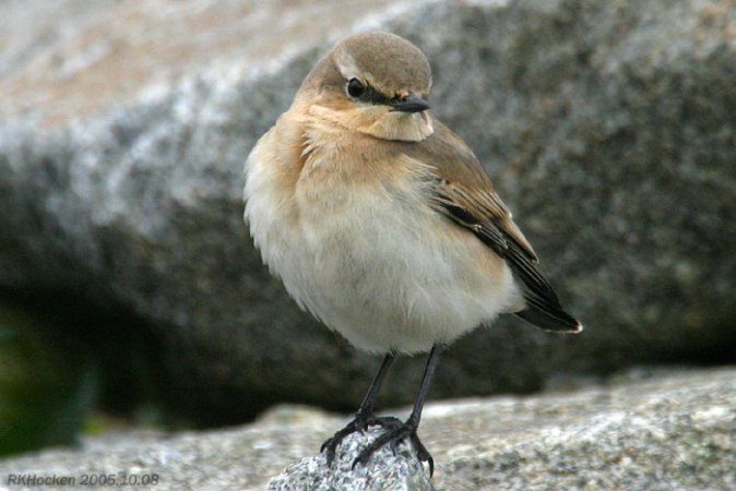 Photo (14): Northern Wheatear