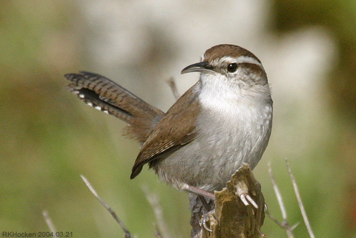 Photo (8): Bewick's Wren