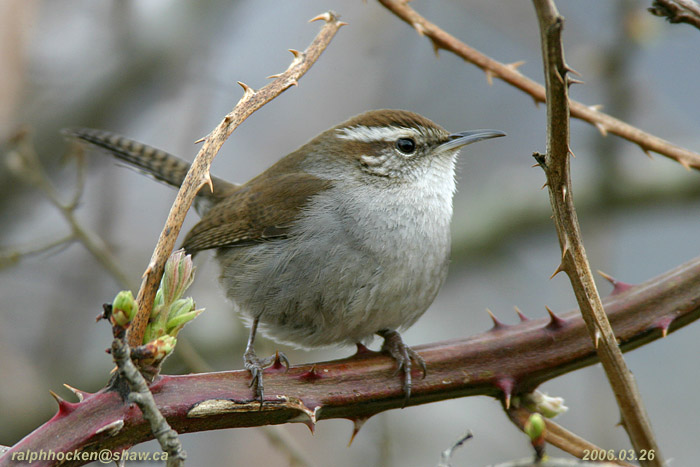 Photo (1): Bewick's Wren