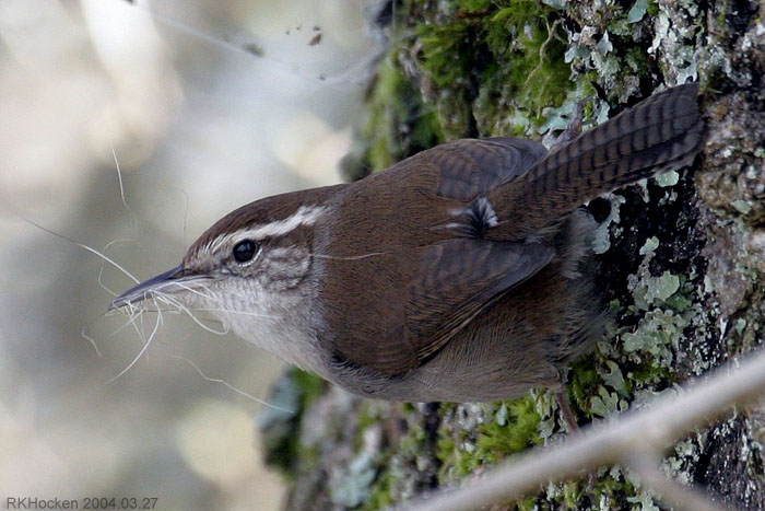 Photo (10): Bewick's Wren