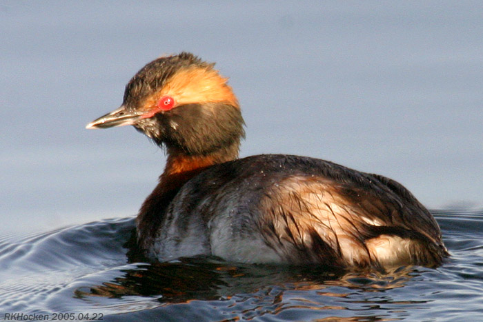 Photo (3): Horned Grebe