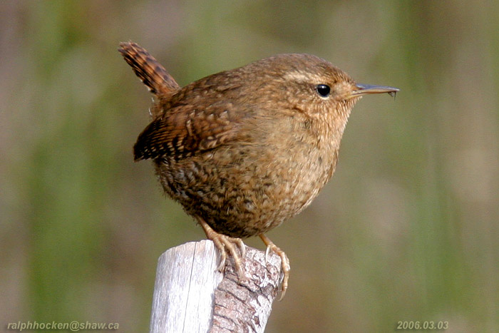 Photo (1): Pacific Wren