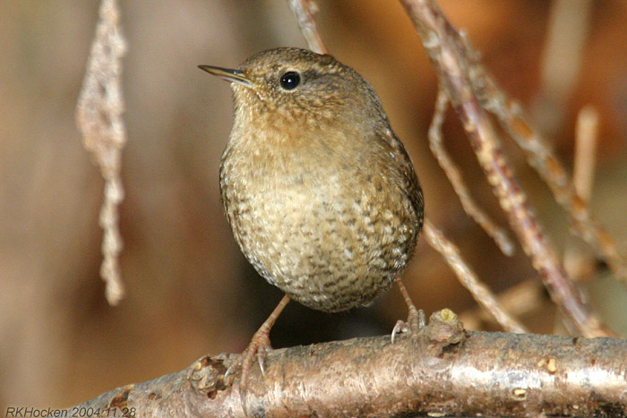 Photo (2): Winter Wren