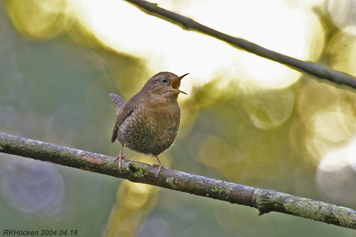 Photo (3): Winter Wren