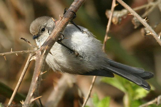 Photo (16): Bushtit