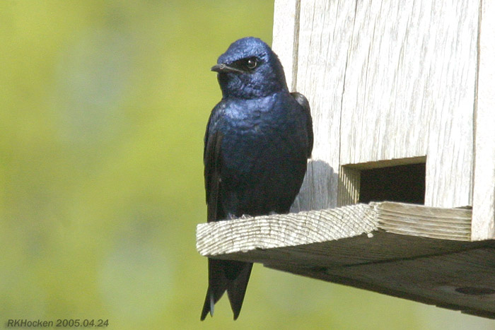 Photo (3): Purple Martin