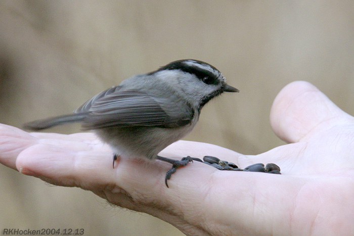 Photo (8): Mountain Chickadee