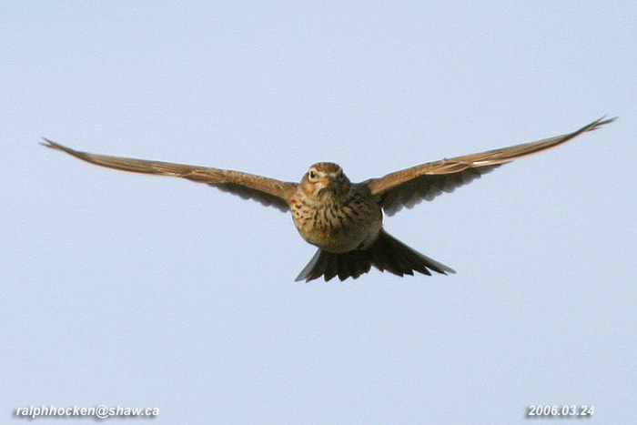 Photo (1): Sky Lark