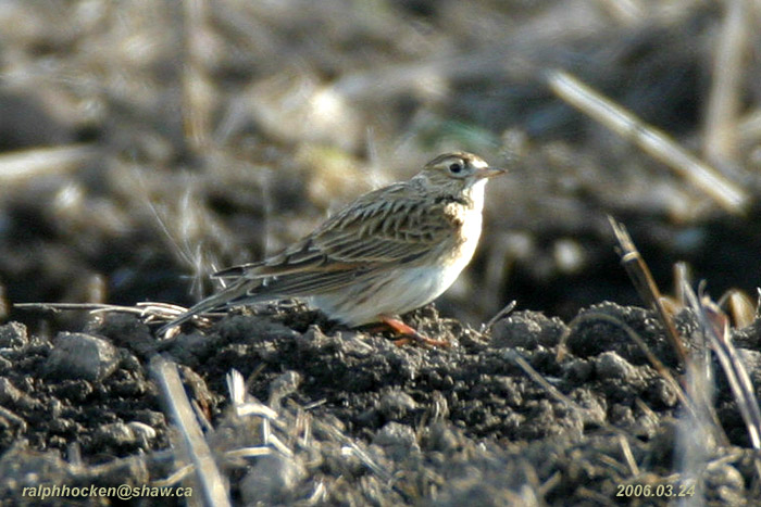 Photo (2): Sky Lark