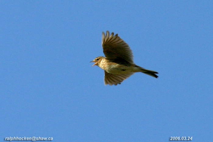 Photo (3): Sky Lark
