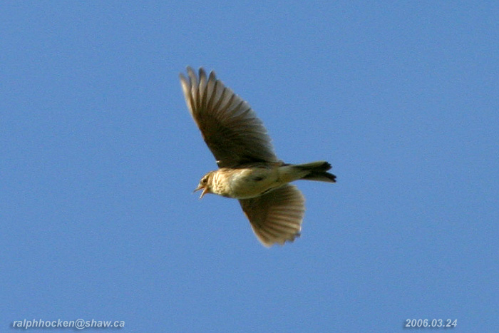 Photo (4): Sky Lark