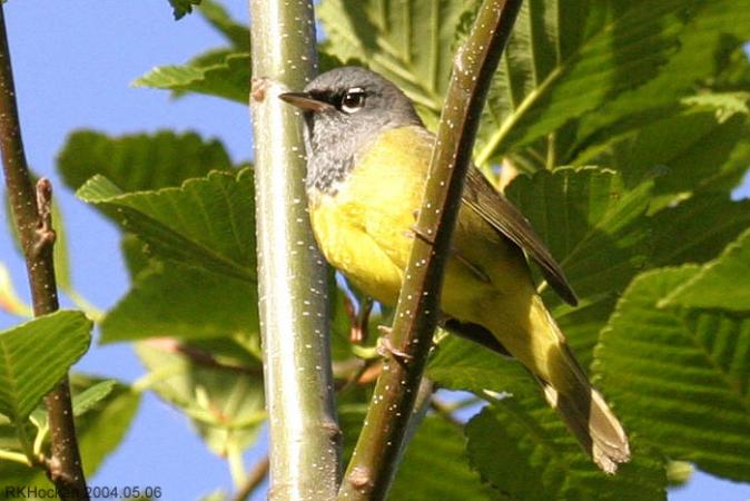 Photo (3): MacGillivray's Warbler