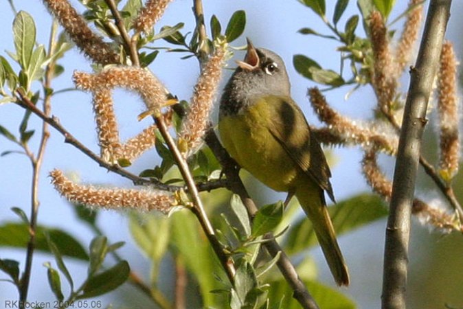 Photo (5): MacGillivray's Warbler
