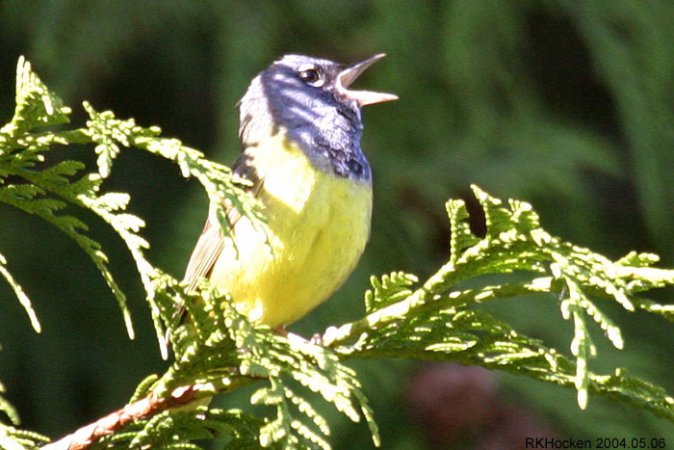Photo (16): MacGillivray's Warbler
