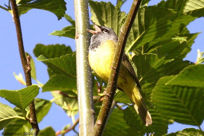 Photo (9): MacGillivray's Warbler