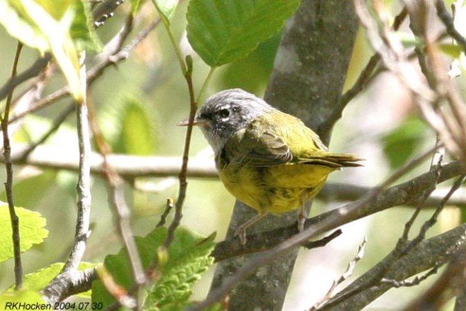 Photo (19): MacGillivray's Warbler