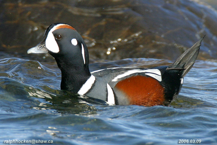 Photo (1): Harlequin Duck