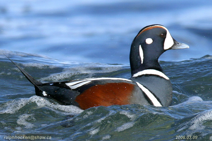 Photo (4): Harlequin Duck