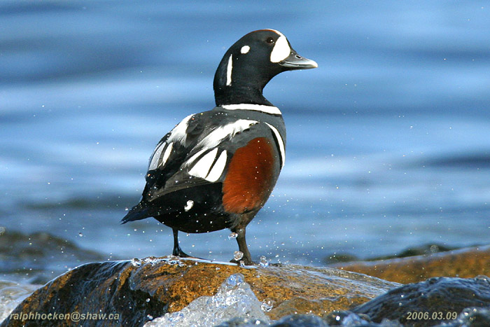 Photo (8): Harlequin Duck