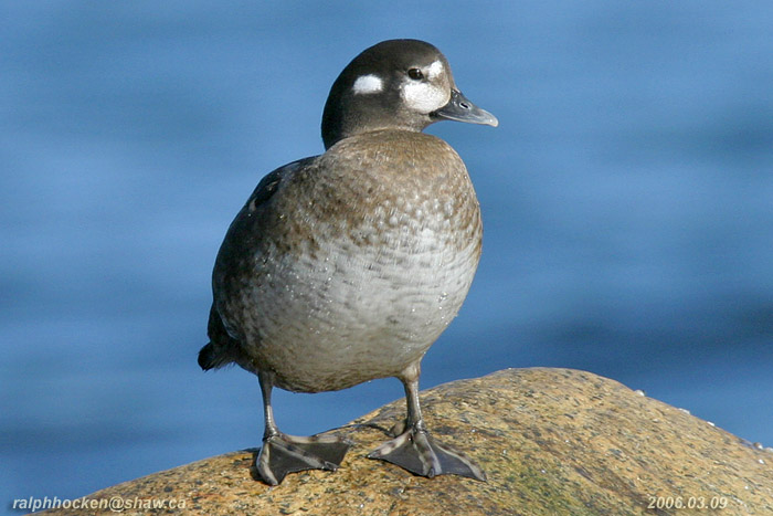Photo (2): Harlequin Duck