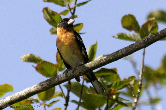 Photo (14): Black-headed Grosbeak