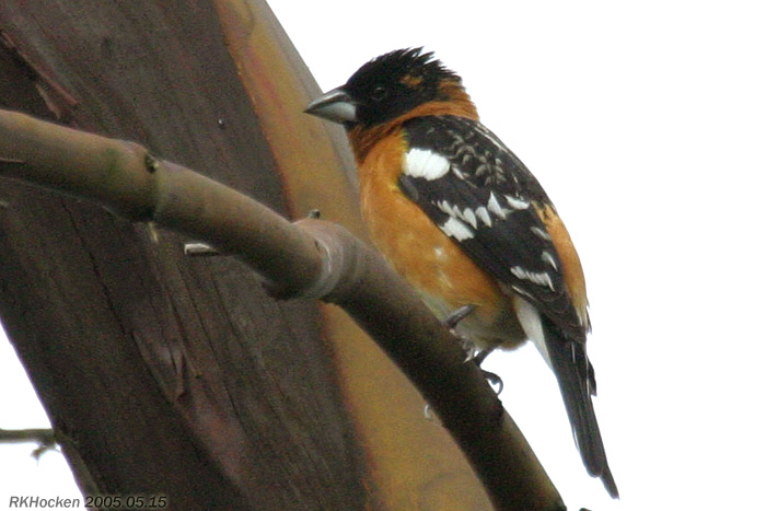 Photo (21): Black-headed Grosbeak