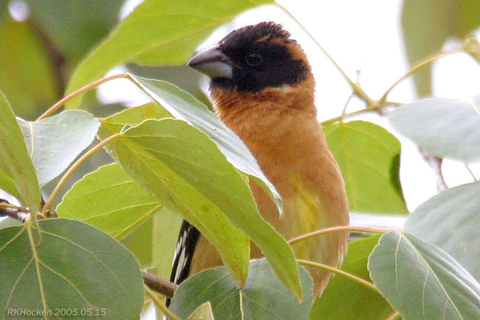 Photo (22): Black-headed Grosbeak