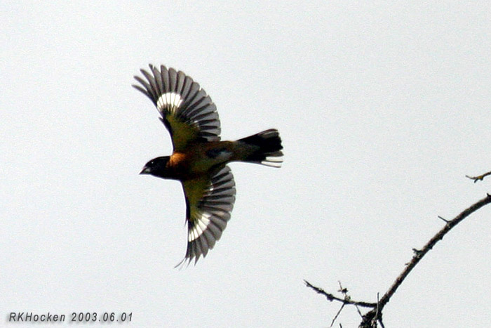 Photo (11): Black-headed Grosbeak