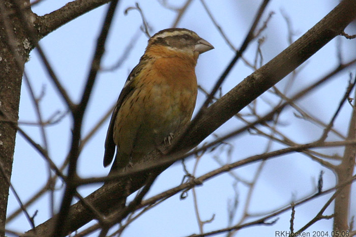Photo (9): Black-headed Grosbeak
