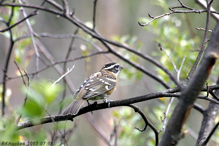 Photo (17): Black-headed Grosbeak