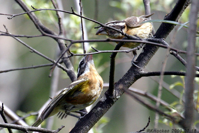 Photo (27): Black-headed Grosbeak