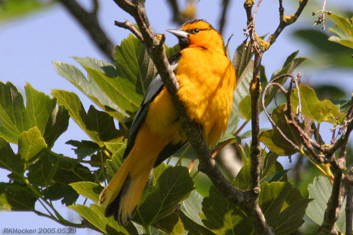 Photo (12): Bullock's Oriole