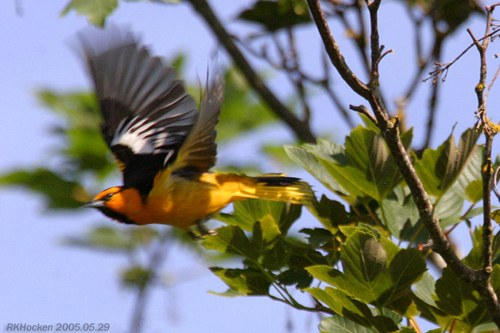 Photo (13): Bullock's Oriole