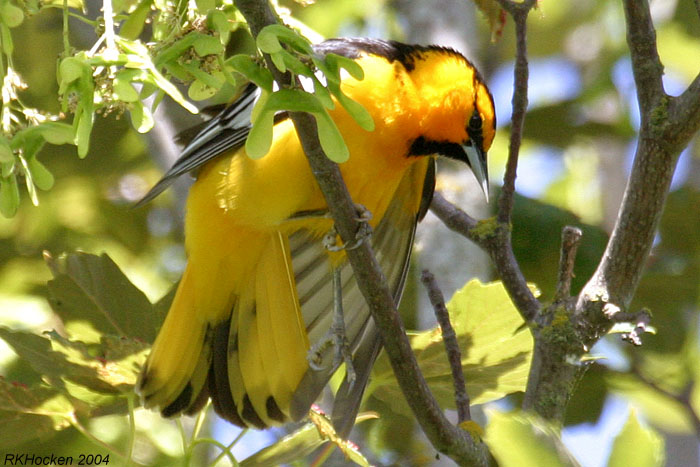 Photo (16): Bullock's Oriole