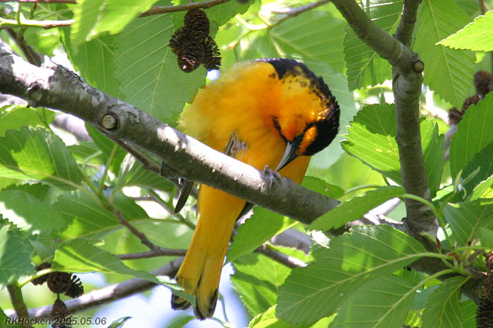 Photo (14): Bullock's Oriole