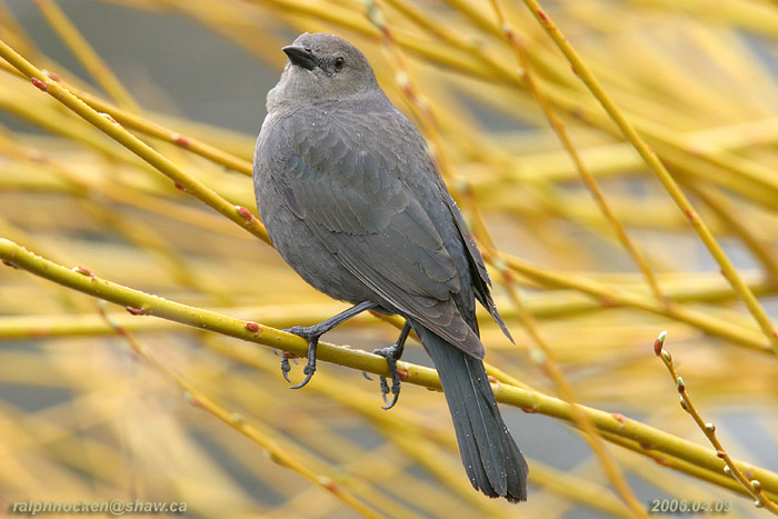 Photo (4): Brewer's Blackbird