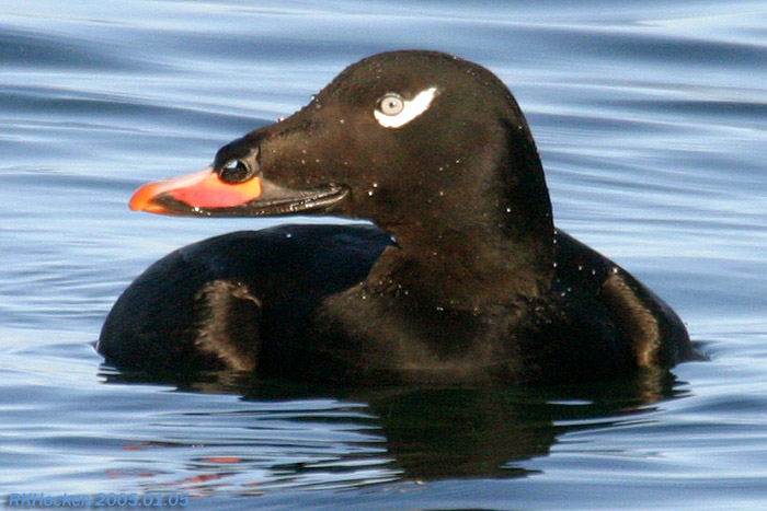 Photo (1): White-winged Scoter