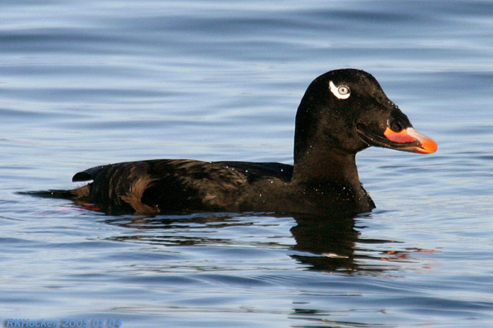 Photo (2): White-winged Scoter