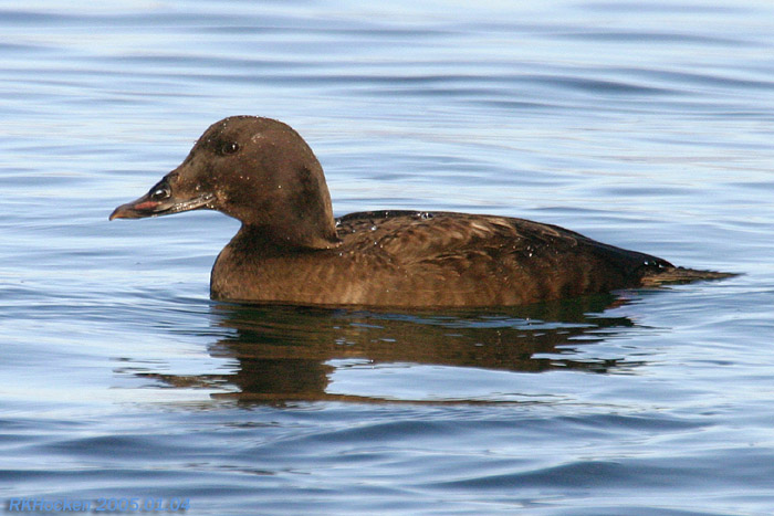 Photo (5): White-winged Scoter