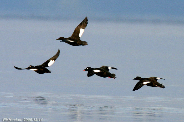 Photo (3): White-winged Scoter