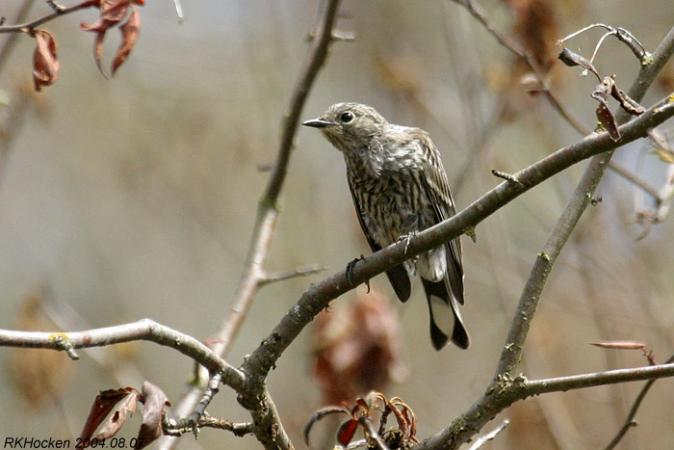 Photo (28): Yellow-rumped Warbler