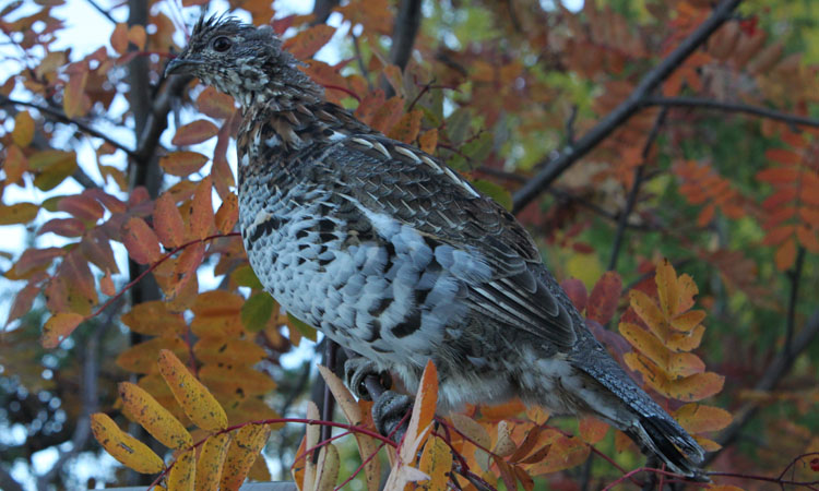 Photo (7): Ruffed Grouse