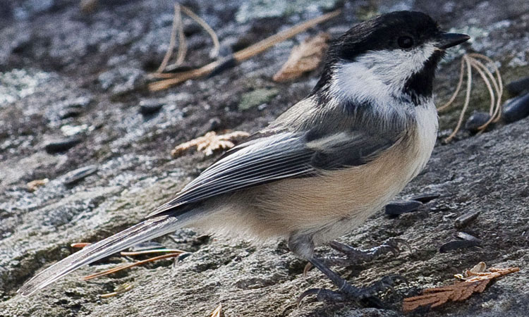 Photo (6): Black-capped Chickadee