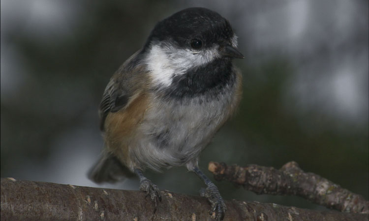 Photo (11): Black-capped Chickadee
