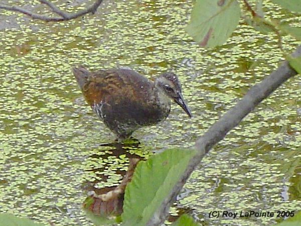 Photo (21): Virginia Rail