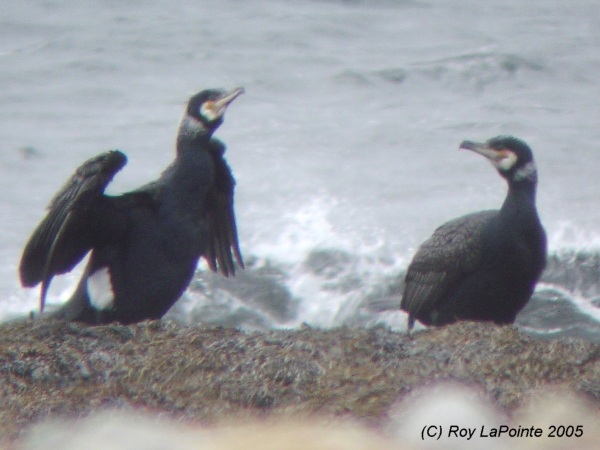 Photo (8): Great Cormorant